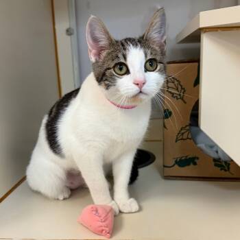 Rescue Domestic Short Hair Cats for Adoption in Fairport, New York - Miss Purrdy | PetCurious