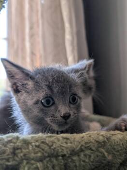Momo -  Domestic Medium Hair Cat for Adoption in Brooklyn Center, Minnesota - Momo | PetCurious