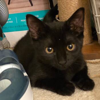 Shadow -  Bombay and Domestic Short Hair Cat for Adoption in Sacramento, California - Shadow | PetCurious