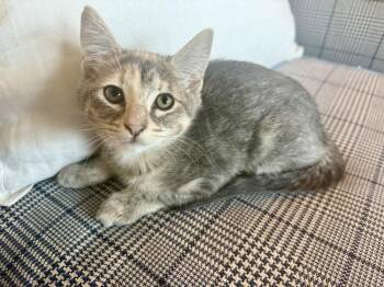 Girl Scout -  Calico and Domestic Short Hair Cat for Adoption in Dallas, Texas - Girl Scout | PetCurious