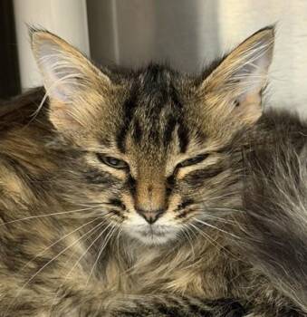 Rosalin -  Domestic Long Hair Cat for Adoption in Lansing, Michigan - Rosalin | PetCurious