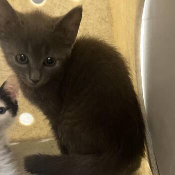 Cher -  Domestic Short Hair Cat for Adoption in Philadelphia, Pennsylvania - Cher | PetCurious