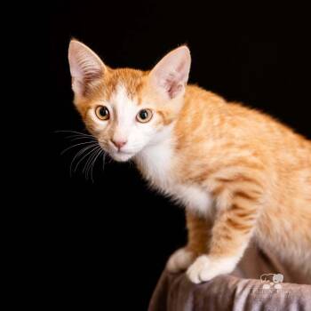 Elwood -  Tabby Cat for Adoption in Calimesa, California - Elwood | PetCurious