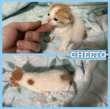 Domestic Short Hair Cats Available for Adoption in Batesville, Arkansas - Cheeto | PetCurious