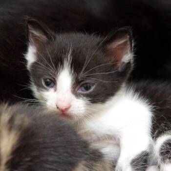Noche_kit 1 -  Domestic Short Hair Cat for Adoption in Scituate, Massachusetts - Noche_kit 1 | PetCurious