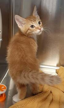 Domestic Short Hair Cats Available for Adoption in Georgetown, Ohio - Pleakley | PetCurious