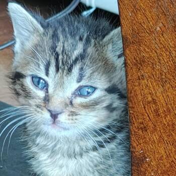Pedgzy C11097 -  Domestic Short Hair Cat for Adoption - Pedgzy C11097 | PetCurious