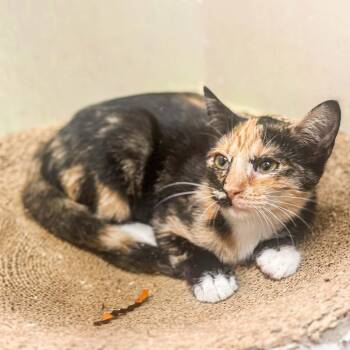 Cami -  Domestic Short Hair Cat for Adoption in Groveland, Massachusetts - Cami | PetCurious