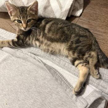 Jake -  Domestic Short Hair Cat Available for Adoption in Dallas, Texas - Jake | PetCurious