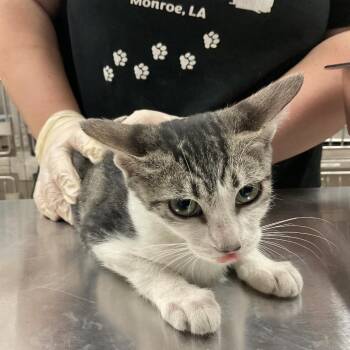 Cherry -  Domestic Short Hair Cat for Adoption in Monroe, Louisiana - Cherry | PetCurious