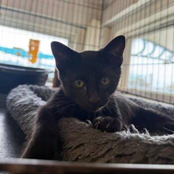 Ror-E -  Domestic Short Hair Cat for Adoption in Port Aransas, Texas - Ror-E | PetCurious