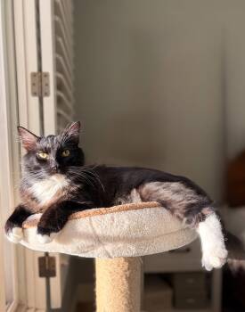 Pizooki -  Domestic Long Hair and Tuxedo Cat for Adoption in Laguna Niguel, California - Pizooki | PetCurious