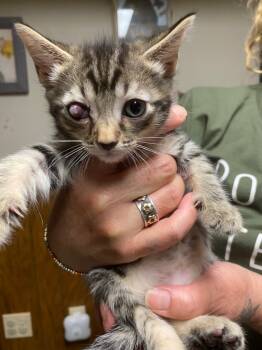 Rescue Domestic Short Hair Cats for Adoption in Pomona, New York - Isla | PetCurious