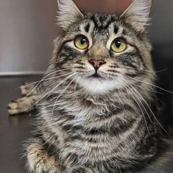 Maple- Best Friends with Remi -  Domestic Medium Hair Cat for Adoption in West Jefferson, Ohio - Maple- Best Friends With Remi | PetCurious