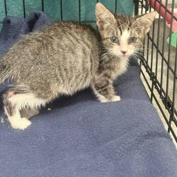 Eddie -  Domestic Short Hair Cat for Adoption in Jupiter, Florida - Eddie | PetCurious