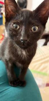 Mickey -  Domestic Short Hair Cat for Adoption in Raleigh, North Carolina - Mickey | PetCurious