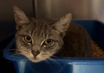 Domestic Short Hair Cats Available for Adoption in Ocala, Florida - Primrose (Petsmart) | PetCurious