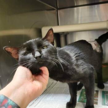 Dammon -  Domestic Short Hair Cat for Adoption in Columbia, Missouri - Dammon | PetCurious