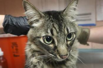 CLARENCE -  Domestic Short Hair Cat for Adoption in Columbia, South Carolina - CLARENCE | PetCurious
