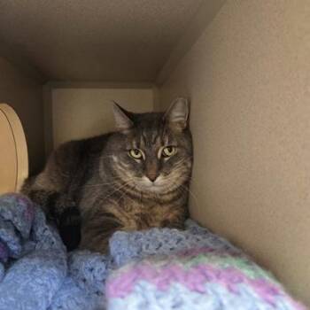 Ziggy -  Domestic Short Hair Cat for Adoption in New Hope, Pennsylvania - Ziggy | PetCurious