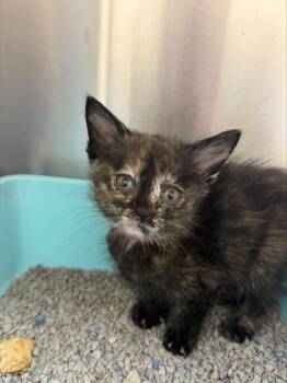 Apple Pie -  Domestic Short Hair Cat for Adoption in Westland, Michigan - Apple Pie | PetCurious