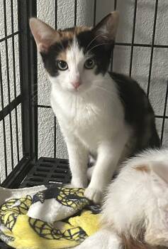 Rescue Domestic Short Hair Cats for Adoption in Tulsa, Oklahoma - Clementine | PetCurious