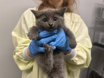 Domestic Medium Hair Cats Available for Adoption in Kent, Washington - RAGU | PetCurious