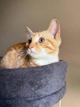 Orangejello -  Domestic Short Hair Cat for Adoption in Berwick, Pennsylvania - Orangejello | PetCurious