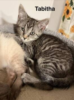 Tabitha -  Domestic Short Hair Cat for Adoption in St. Augustine, Florida - Tabitha | PetCurious