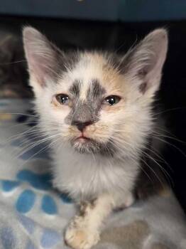 Purrl -  Domestic Short Hair Cat for Adoption in Fruit Heights, Utah - Purrl | PetCurious