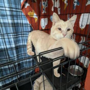 Domestic Short Hair Cats Available for Adoption in Greenville, Pennsylvania - Chester | PetCurious