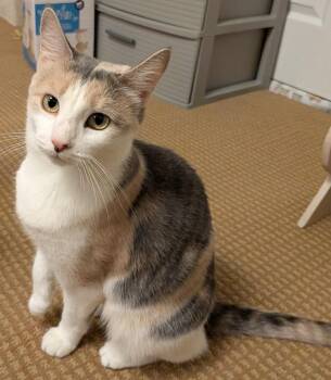 Rescue Domestic Short Hair Cats for Adoption in Philadelphia, Pennsylvania - Cardi B | PetCurious