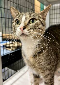 Rescue Domestic Short Hair Cats for Adoption in Providence, Rhode Island - Baby Stripes | PetCurious