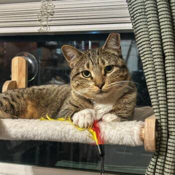 Domestic Short Hair Cats Available for Adoption - Maxine | PetCurious