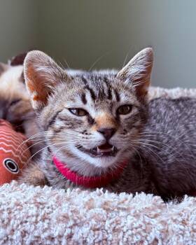 Ziggy (bonded with Stardust) -  Domestic Short Hair Cat for Adoption in San Francisco, California - Ziggy (bonded With Stardust) | PetCurious