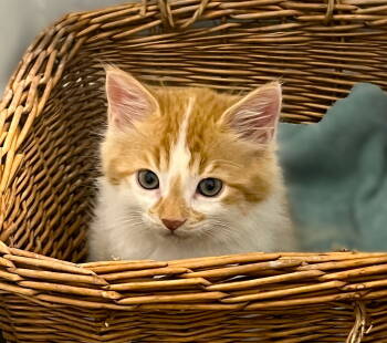 Rescue Domestic Long Hair Cats for Adoption in Fort Myers, Florida - Punkin | PetCurious