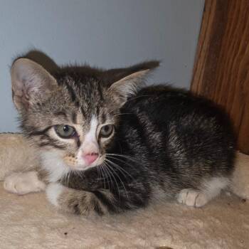 Marvine -  Domestic Short Hair Cat for Adoption in Bedford, New Hampshire - Marvine | PetCurious
