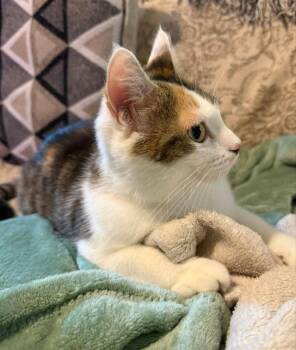 Calico Cats Available for Adoption in Knoxville, Tennessee - Mellody | PetCurious