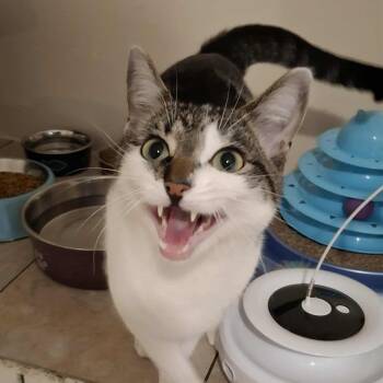 Rescue Domestic Short Hair Cats for Adoption in Vine Grove, Kentucky - Reid | PetCurious