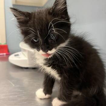 Two Socks -  Domestic Medium Hair Cat for Adoption in Chattanooga, Tennessee - Two Socks | PetCurious