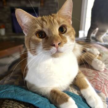 Raffa -  Tabby and Domestic Short Hair Cat Available for Adoption in Smithfield, North Carolina - Raffa | PetCurious
