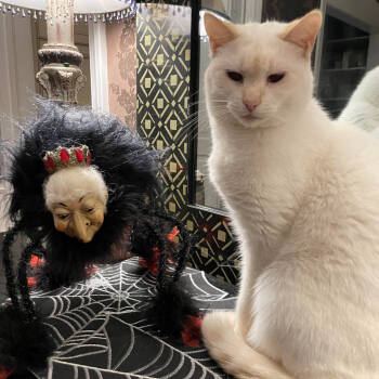 Rescue Siamese Cats for Adoption in Cumming, Georgia - Abbey | PetCurious