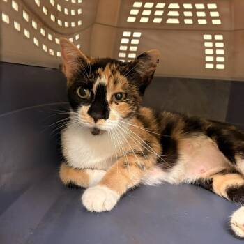 Tessa -  Domestic Short Hair Cat for Adoption in Lynchburg, Virginia - Tessa | PetCurious