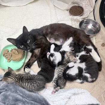 Bay -  Domestic Short Hair Cat for Adoption in Jupiter, Florida - Bay | PetCurious