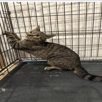 Hazel -  Domestic Short Hair Cat for Adoption in Tampa, Florida - Hazel | PetCurious