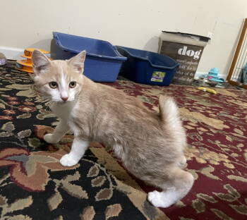 Rescue Domestic Short Hair Cats for Adoption in Herndon, Virginia - Butternut | PetCurious