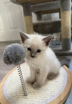 Domestic Short Hair and Siamese Cats Available for Adoption in San Jose, California - Ivory Baby Bonded W/Snow | PetCurious