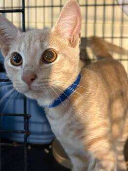 Fanta -  Domestic Short Hair Cat for Adoption in St. Cloud, Florida - Fanta | PetCurious