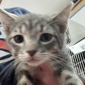 Notorious C.A.T -  Domestic Short Hair Cat for Adoption in Idaho Falls, Idaho - Notorious C.A.T | PetCurious