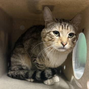 Lemmy -  Domestic Short Hair Cat for Adoption in Philadelphia, Pennsylvania - Lemmy | PetCurious